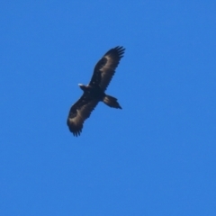 Aquila audax at Macarthur, ACT - 5 Apr 2022 11:59 AM