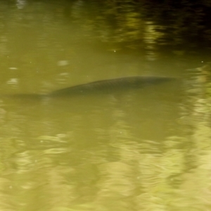 Cyprinus carpio at Paddys River, ACT - 5 Apr 2022