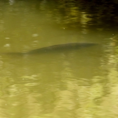 Cyprinus carpio (Common Carp) at Paddys River, ACT - 5 Apr 2022 by RodDeb