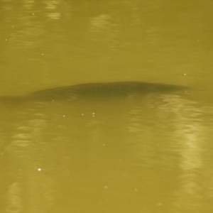 Cyprinus carpio at Paddys River, ACT - 5 Apr 2022