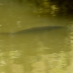 Cyprinus carpio at Paddys River, ACT - 5 Apr 2022