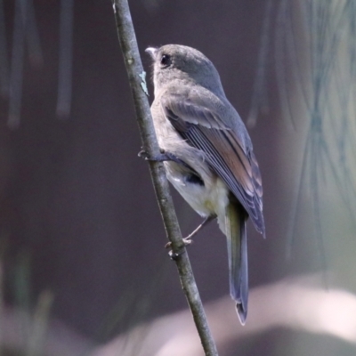 Pachycephala pectoralis (Golden Whistler) at Point Hut to Tharwa - 5 Apr 2022 by RodDeb