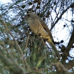 Pachycephala pectoralis at Paddys River, ACT - 5 Apr 2022 12:55 PM