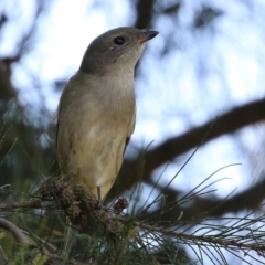 Pachycephala pectoralis at Paddys River, ACT - 5 Apr 2022 12:55 PM