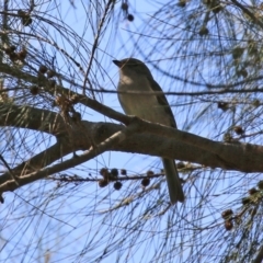 Pachycephala pectoralis at Paddys River, ACT - 5 Apr 2022