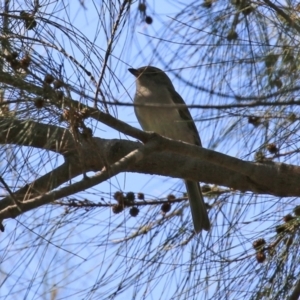 Pachycephala pectoralis at Paddys River, ACT - 5 Apr 2022