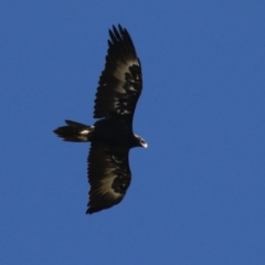Aquila audax (Wedge-tailed Eagle) at Point Hut to Tharwa - 5 Apr 2022 by RodDeb