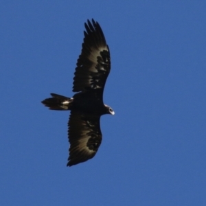 Aquila audax at Paddys River, ACT - 5 Apr 2022 12:29 PM