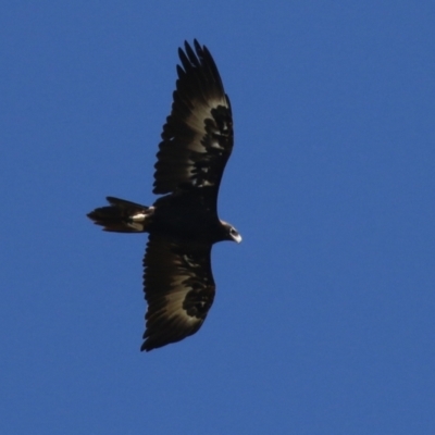 Aquila audax (Wedge-tailed Eagle) at Point Hut to Tharwa - 5 Apr 2022 by RodDeb