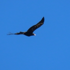 Aquila audax at Paddys River, ACT - 5 Apr 2022