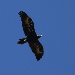 Aquila audax at Paddys River, ACT - 5 Apr 2022