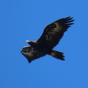 Aquila audax at Paddys River, ACT - 5 Apr 2022