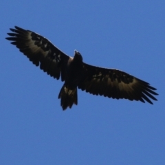 Aquila audax at Paddys River, ACT - 5 Apr 2022