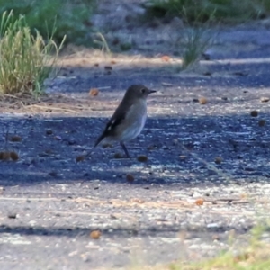 Petroica phoenicea at Paddys River, ACT - 5 Apr 2022 12:37 PM