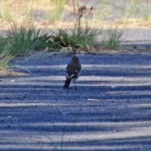 Petroica phoenicea at Paddys River, ACT - 5 Apr 2022 12:37 PM