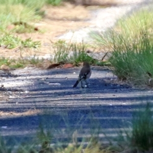 Petroica phoenicea at Paddys River, ACT - 5 Apr 2022