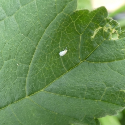 Aleyrodidae sp. (family) (Whitefly) at McKellar, ACT - 19 Mar 2022 by Amata