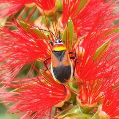 Dindymus versicolor (Harlequin Bug) at Hawker, ACT - 6 Apr 2022 by sangio7