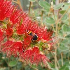 Dindymus versicolor at Hawker, ACT - 6 Apr 2022