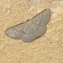 Epicyme rubropunctaria (Red-spotted Delicate) at Jerrabomberra, NSW - 6 Apr 2022 by SteveBorkowskis