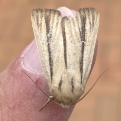 Leucania diatrecta (A Noctuid moth) at Jerrabomberra, NSW - 6 Apr 2022 by SteveBorkowskis