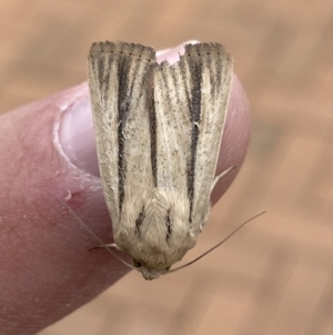 Leucania diatrecta at Jerrabomberra, NSW - 6 Apr 2022