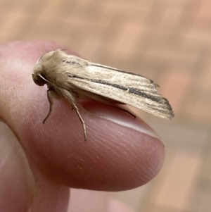 Leucania diatrecta at Jerrabomberra, NSW - 6 Apr 2022