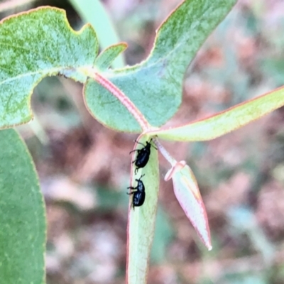 Euops sp. (genus) (A leaf-rolling weevil) at Aranda, ACT - 5 Apr 2022 by KMcCue