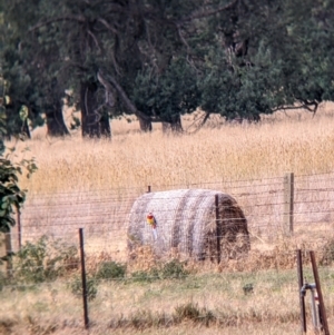 Platycercus eximius at Brocklesby, NSW - 6 Apr 2022