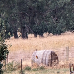 Platycercus eximius at Brocklesby, NSW - suppressed