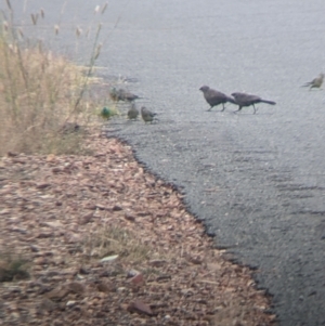 Psephotus haematonotus at Balldale, NSW - 6 Apr 2022 09:37 AM