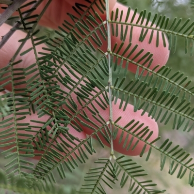 Acacia deanei subsp. deanei (Deane's Wattle) at Kentucky State Forest - 5 Apr 2022 by Darcy