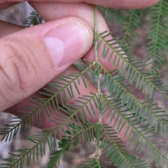 Acacia deanei subsp. deanei at Balldale, NSW - 6 Apr 2022 09:46 AM