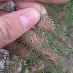Acacia deanei subsp. deanei at Balldale, NSW - 6 Apr 2022