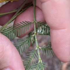 Acacia deanei subsp. deanei (Deane's Wattle) at Balldale, NSW - 5 Apr 2022 by Darcy