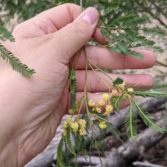 Acacia deanei subsp. deanei at Balldale, NSW - 6 Apr 2022 09:48 AM