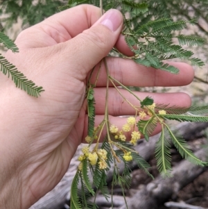 Acacia deanei subsp. deanei at Balldale, NSW - 6 Apr 2022 09:48 AM