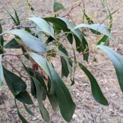 Acacia pycnantha (Golden Wattle) at Balldale, NSW - 6 Apr 2022 by Darcy