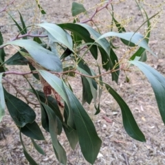 Acacia pycnantha (Golden Wattle) at Balldale, NSW - 5 Apr 2022 by Darcy