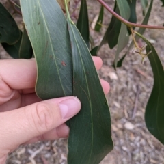 Acacia pycnantha at Balldale, NSW - 6 Apr 2022 09:57 AM