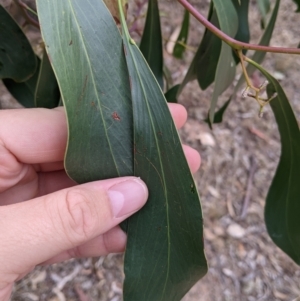 Acacia pycnantha at Balldale, NSW - 6 Apr 2022