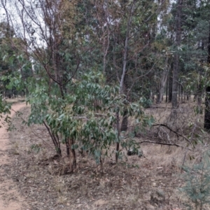 Acacia pycnantha at Balldale, NSW - 6 Apr 2022 09:57 AM