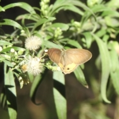 Hypocysta pseudirius (Grey Ringlet, Dingy Ringlet) at Tallong, NSW - 5 Apr 2022 by GlossyGal