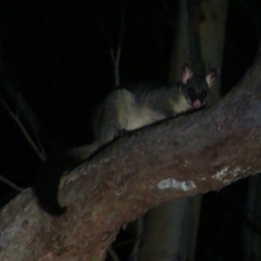 Trichosurus vulpecula (Common Brushtail Possum) at Seven Mile Beach National Park - 5 Apr 2022 by AES