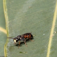 Hylaeus (Prosopisteron) littleri (Hylaeine colletid bee) at Acton, ACT - 5 Apr 2022 by Roger