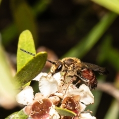 Lasioglossum (Parasphecodes) leichardti at Acton, ACT - 5 Apr 2022 by Roger