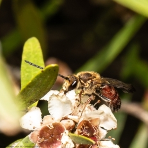 Lasioglossum (Parasphecodes) leichardti at Acton, ACT - 5 Apr 2022