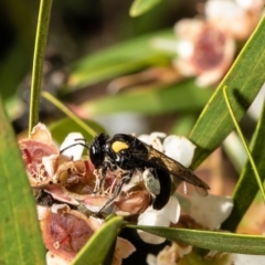 Leioproctus (Leioproctus) irroratus (Yellow-shouldered Bee) at Acton, ACT - 5 Apr 2022 by Roger