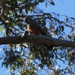 Callocephalon fimbriatum (Gang-gang Cockatoo) at The Pinnacle - 6 Apr 2022 by sangio7