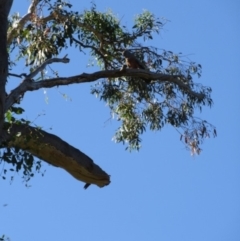 Callocephalon fimbriatum at Molonglo Valley, ACT - suppressed